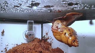 Giant African Land Snail Timelapse  Act 20 [upl. by Twyla]