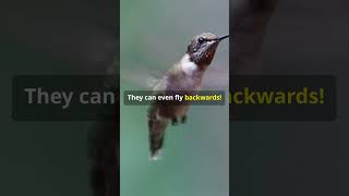 1 Amazing Hummingbird Wing Beats in Slow Motion birds facts shorts [upl. by Ymer636]