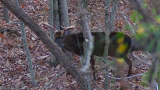 AWESOME Rut Hunt in Ohio SelfFilmed Bowhunting [upl. by Adnofal691]