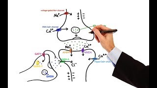 Pharmacology  ANTIEPILEPTIC DRUGS MADE EASY [upl. by Anastas84]