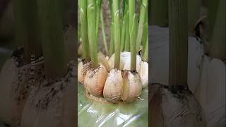 How to Grow Garlic at Home Using Plastic Bottles plants shorts farming [upl. by Iddet]