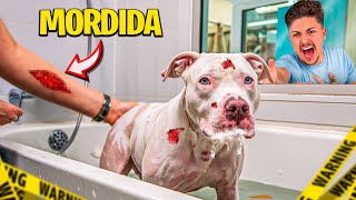 PRIMEIRO BANHO DO MEU PITBULL ALBINO e ele QUASE MORDEU TODO MUNDO [upl. by Asirret144]