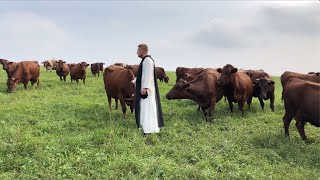 Bydło Polskie Czerwone u Białych Mnichów Szczyrzyc [upl. by Vez]