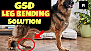 German shepherd leg bending problem solution in Hindi  Petsinfomania [upl. by Phillips]