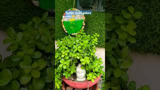 Some clicks Garden photography 🧡homegarding shortvideos comment below viralvideos [upl. by Animsaj]