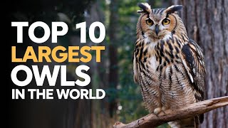 Top 10 Largest Owls In The World [upl. by Ynnel]