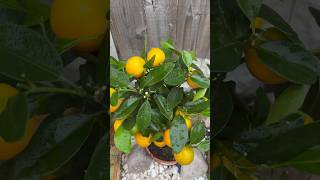 GROWING CALAMONDIN ORANGE IN THE UK [upl. by Enelear]