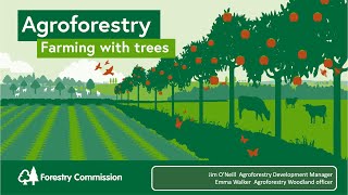 Agroforestry Farming With Trees [upl. by Aremat]