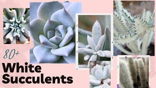 White Succulents with NAMES and Pronunciation with MOODY BLOOMS [upl. by Neisa]