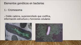 Genética Microbianaconjugación Transducción y Transformación [upl. by Kina41]