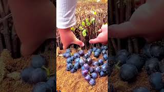 Revolutionizing Grape Propagation Discover the Technology Behind Nursery Grape Production [upl. by Evadnee235]