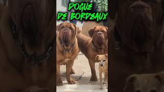 DOGUE DE BORDEAUX [upl. by Nylyoj95]