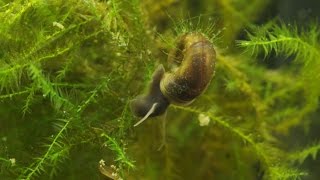 Planorbarius corneus  Junge Posthornschnecken  Young Ramshorn Snails [upl. by Lud674]