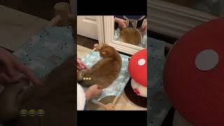 The Funniest Pet video of the year  🤣 shorts funny pets pet [upl. by Stickney]