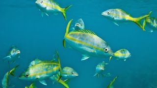 YELLOWTAIL SNAPPER MADNESS Fishing Tips and Techniques [upl. by Idnarb709]