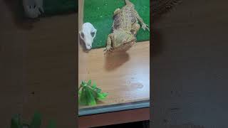 My beardie eating [upl. by Mattox]