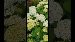 Smooth Hydrangea Aborescens Care [upl. by Anilocin]