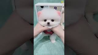 Teacup dog price in India  Pomeranian dog price in India  Toy pom dog Price in India viral dog [upl. by Wollis]