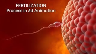 fertilization निषेचन process explained in 3d animation ll human Reproduction ll class 12th NCERT🎯 [upl. by Ada]