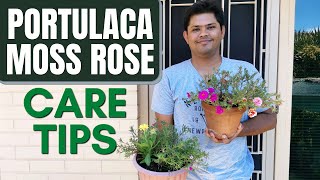 Portulaca Moss Rose Care Tips  Things to Take Care for More Blooms [upl. by Yole181]