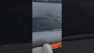 Flapper skate attacking inflatable vessel off Muckle Roe Video Paul Hutchison [upl. by Ybrik]