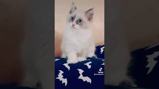 Little Cindel definitely has the playful trait 🤭💝 kitten cat kitty cute [upl. by Maer7]