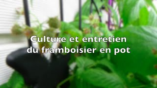 ✿ Culture et entretien des framboisiers en pot [upl. by Ahsuat265]