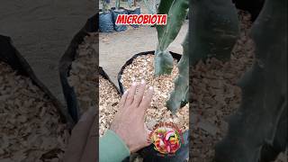 💥💥QUÉ ES EL MULCH❓pitayas jardin pitahaya pitahayafruit tropicalfruit tips plants mulch [upl. by Eikcaj]