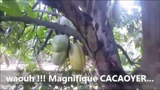 MAGNIFIQUE CACAO GRACE AU BIODEPOSIT [upl. by Atiekram]