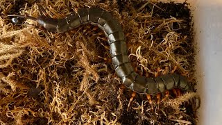 Scolopendra Hainanum  Chinese Giant Tiger Leg Centipede Rehousing [upl. by Nogras]