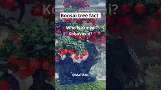 Bonsai tree fact bonsai bonsaitree plant bonsaigarden bonsaiprojects homedecor indoorbonsai [upl. by Otsuaf288]