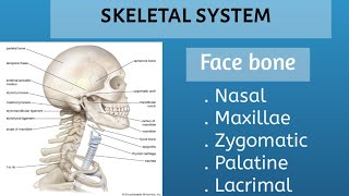 skeletal system face bone कंकाल तंत्र bones anatomy and physiology Kiran maurya [upl. by Nowyt]