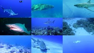 Sharks for kids pronunciation in English with videos [upl. by Mcleod330]