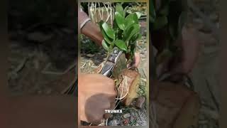 Unique gardening technique tying plant root to tree trunk satisfying shorts [upl. by Nassi]