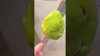 frog amazingfacts animals story factsinhindi viralvideo facts 😱👍🏻 [upl. by Anirehtac]