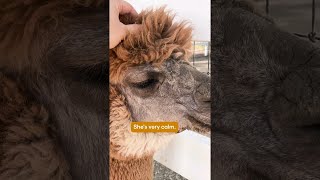 Meet Cute Alpacas at This Southern California Ranch  SoCal Wanderer  KCET [upl. by Nuaj]