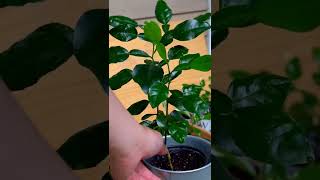 KAFFIR LIME Growth in 15 YEARS [upl. by Oicinoid]