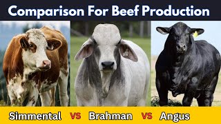 Angus vs Simmental vs Brahman for Meat Production [upl. by Ellenrahc]