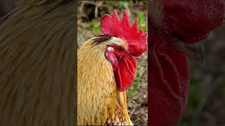 Facts About Rooster  Subscribe For More Content  Farm Animals  Learning Videos  Educational [upl. by Onibas]