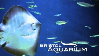 Bristol Aquarium [upl. by Yeliac624]