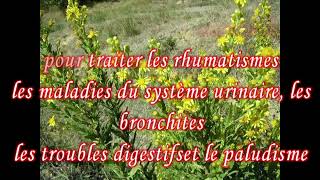 Remède kabyle une plante médicinale Amagraman ou inule visqueuse il a bcq des bienfaits [upl. by Assille]