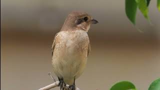 Isabelline shrike الصرد أحمر الذيل [upl. by Zane]