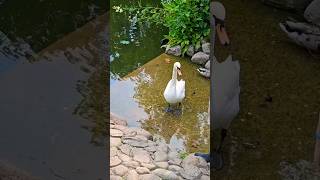 Swan at Łazienki Park  Wasaw  Poland [upl. by Coridon]