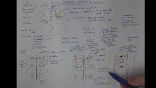 1106 Somites dermatome myotome sclerotome [upl. by Eninaj]