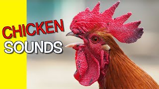 Chicken Sounds [upl. by Issej756]