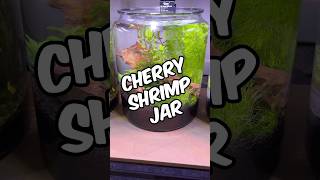 🎥 Easy Cherry Shrimp Jar Setup Tutorial  No Filter No Heater No CO2 No Ferts No Water Change 🦐 [upl. by Ynnelg323]