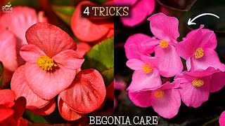 How to Care Begonia Plant 4Growth Boosting Tips [upl. by Aitselec]