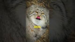 The Worlds Grumpiest Cat Discover the Pallas’s Cat’s Struggle for Survival shorts cat [upl. by Eeuqram]