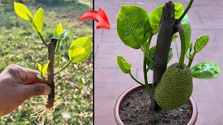 Stimulate jackfruit branches to bear fruit extremely quickly with a unique method [upl. by Cavil]