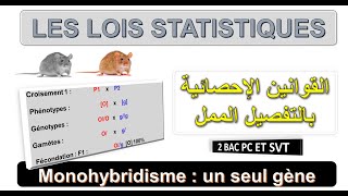 Génétique 4  Les lois statistiques  Cas de Monohybridisme  Darija  BIOF ET ARABE [upl. by Colis]